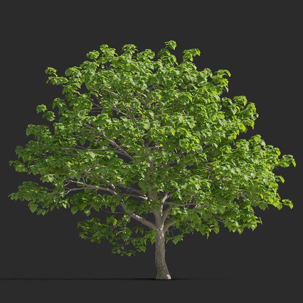 درخت جوالدوز
